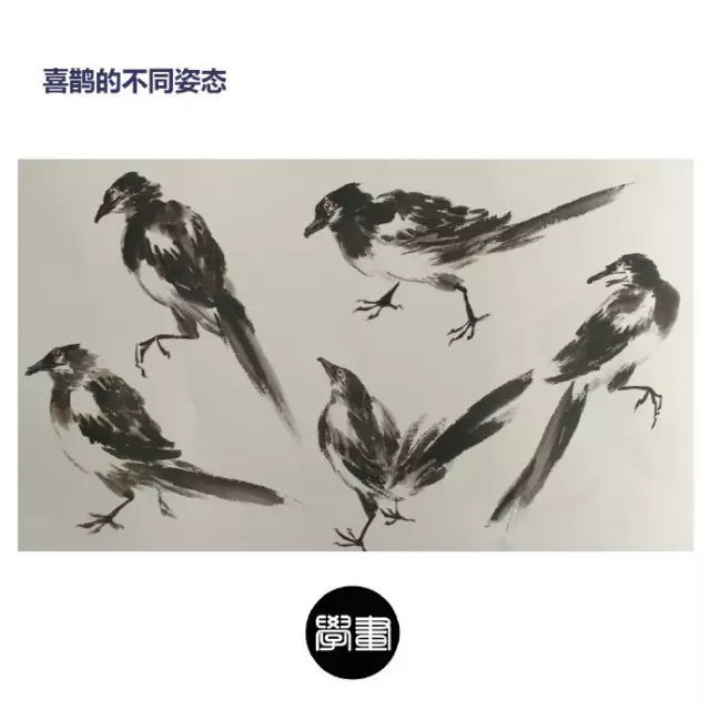 中国画鸟的技法- 喜鹊的画法