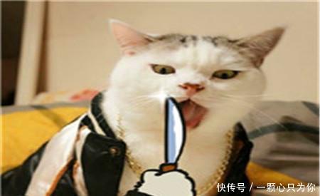 驾照不足三年想跑滴滴