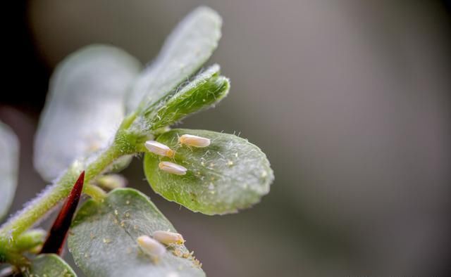 柳州害虫防治 柳州害虫防治