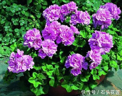 蛋壳加一物,就真的变成营养丰富的花肥了!