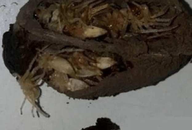 女子在家睡觉,天花板突然掉下一坨黑色东西,女子一看直呼发财了