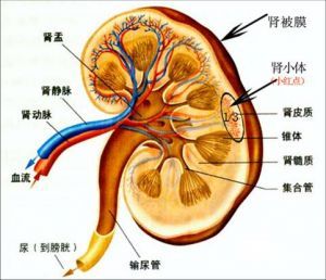 概述 间质区是指肾脏血管和肾小管间的区域,为疏松的结缔组织构成