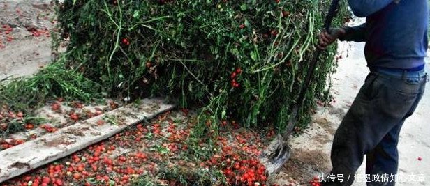 城里卖到10多块一斤的圣女果,农村大叔用它做