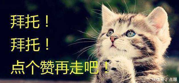 心理测试:最想抱哪个小猫咪回家,测一测你的爱情观是怎样的