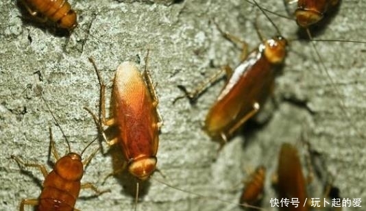 外公收藏了50年的灭蟑螂配方,无论蟑螂大小,家里放一点,保证全消失 狗万世界杯买球最佳网站