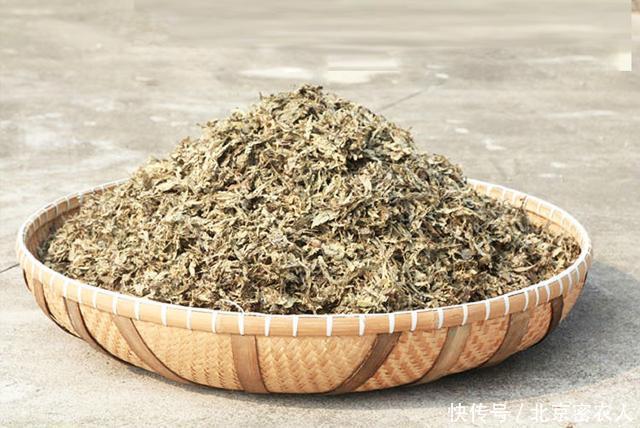 收割艾草竟有这么大讲究,一定要在这个时间采