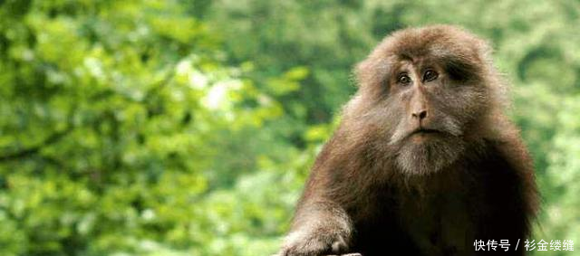 特别粘人的猴子,峨眉山最独特的风景之一,它最怕的东西是这个!