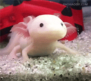 当野生动物遇到了洗衣机 top