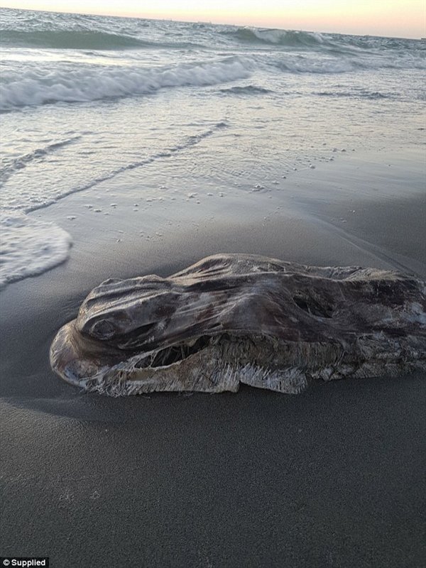 澳洲海灘現(xiàn)不明生物 白色