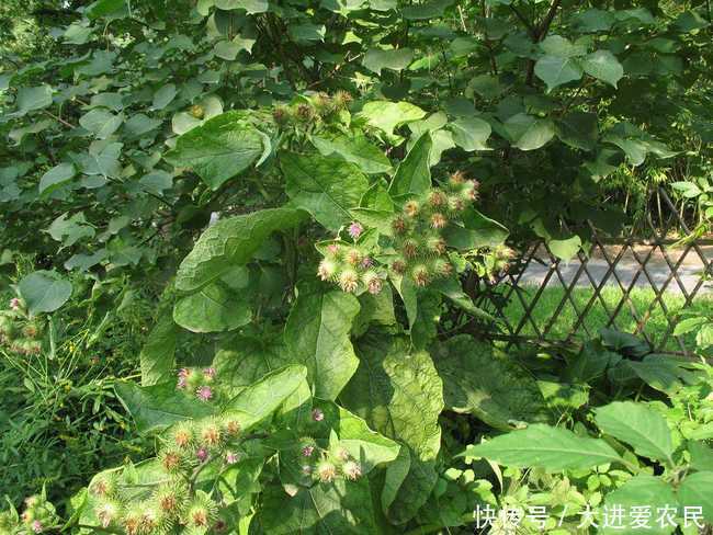 农村这几种野菜进了城，城里人却不识货，太遗憾了