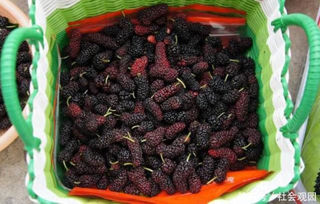 大街上卖的桑葚,里面真的有很多虫子吗?看完整