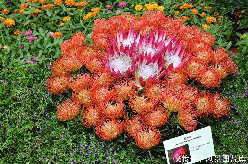 全世界最富贵华丽普蒂亚花,帝王花图片欣赏