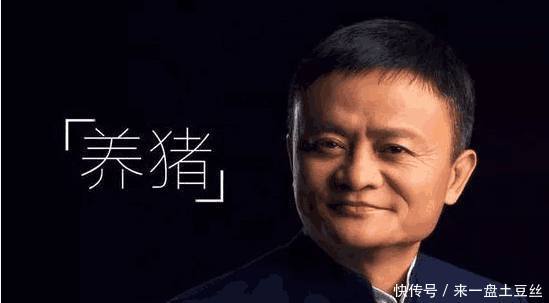 马云也要来养猪,网友直呼:要抢丁磊的饭碗?