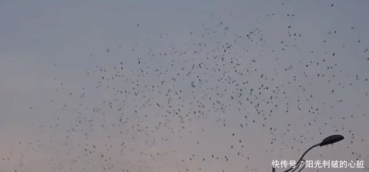 锦州邮政大厦楼顶激光驱鸟器驱离乌鸦