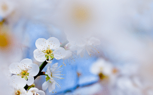 醉美人间四月天,还不迅速切换到赏花模式?