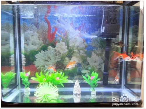 佛山水族批發(fā)市場有哪些地方賣海鮮魚（佛山水族批發(fā)市場有哪些地方賣海鮮魚的） 觀賞魚水族批發(fā)市場