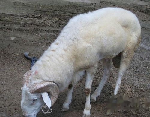 羊的养殖方法_大尾巴羊养殖方法