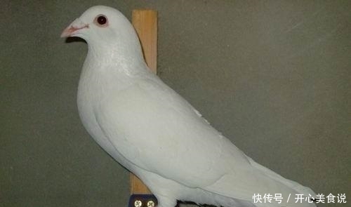 炎热的天气该不该给鸽子控水 云顶娱乐官网