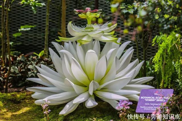 这是什么节奏?新加坡竟然花了10亿打造“原始森林”