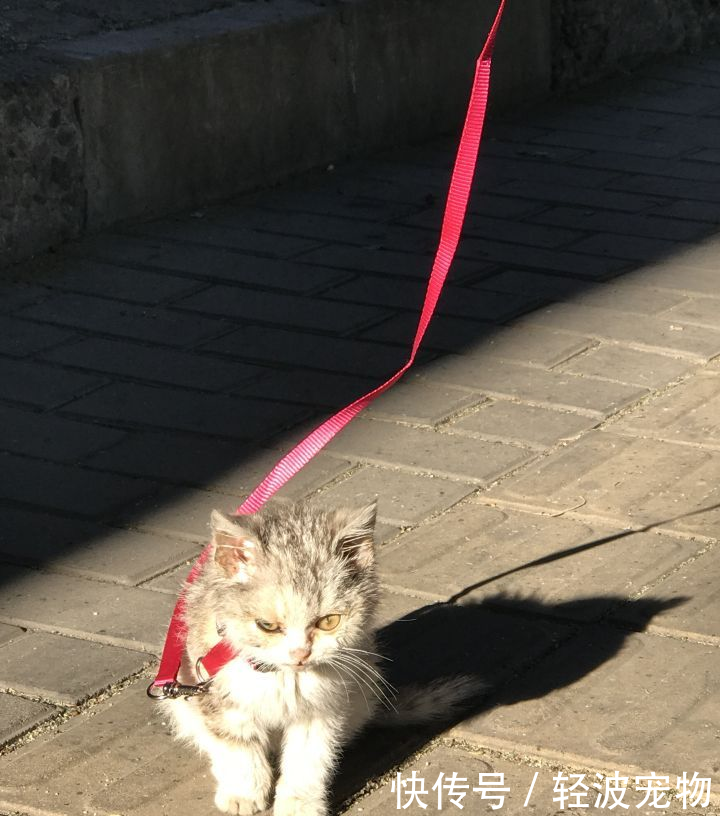 流浪猫变成了小天使:脸上长满蜱虫却被爱心主