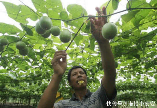 化痰止咳药有哪些中药 t01f0f881f848e7b0f4.jpg