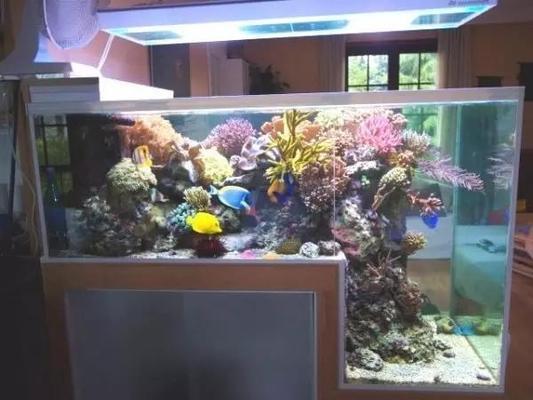 林州市振林區(qū)桃園大道藍(lán)精水族魚缸店（林州哪里有水族店） 全國(guó)水族館企業(yè)名錄