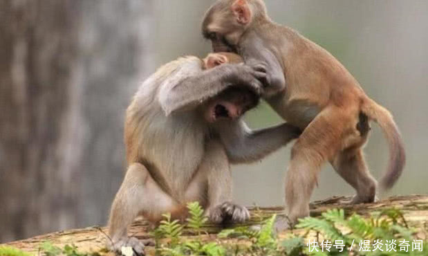 小猴子打架太霸道,母猴的教育方式太粗暴,游人