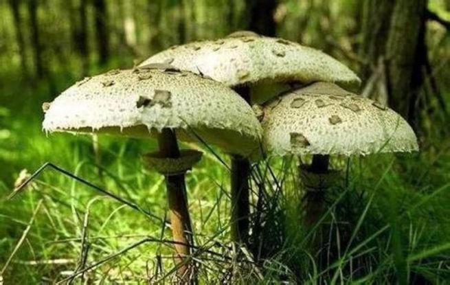 东莞市民注意了!这种蘑菇中毒最多,千万不要采