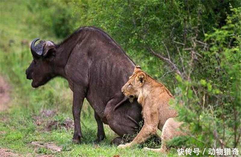 狮子用尽洪荒之力扑倒水牛,希望赢得一顿美餐