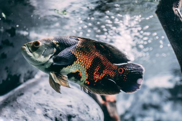 魚缸有水垢怎么清洗（魚缸有水垢怎么清洗不清缸）