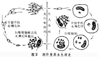 利什曼虫属