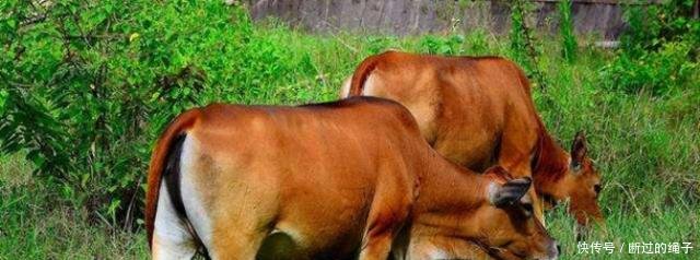 老祖宗老牛吃嫩草,其实下一句才是重点,你知道