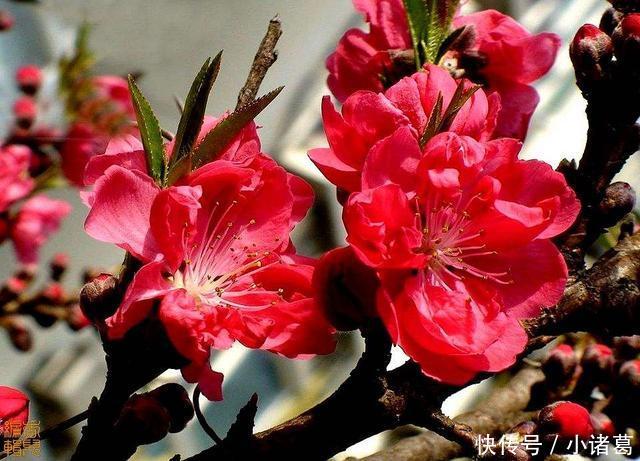 今天情人节可以脱单,牵手成功,走入幸福的婚姻殿堂,三生肖