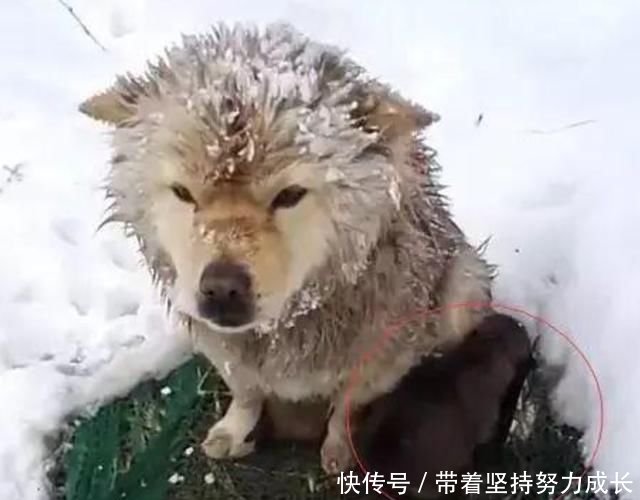 流浪狗在雪地里冻得发抖却不肯走,路人上前查