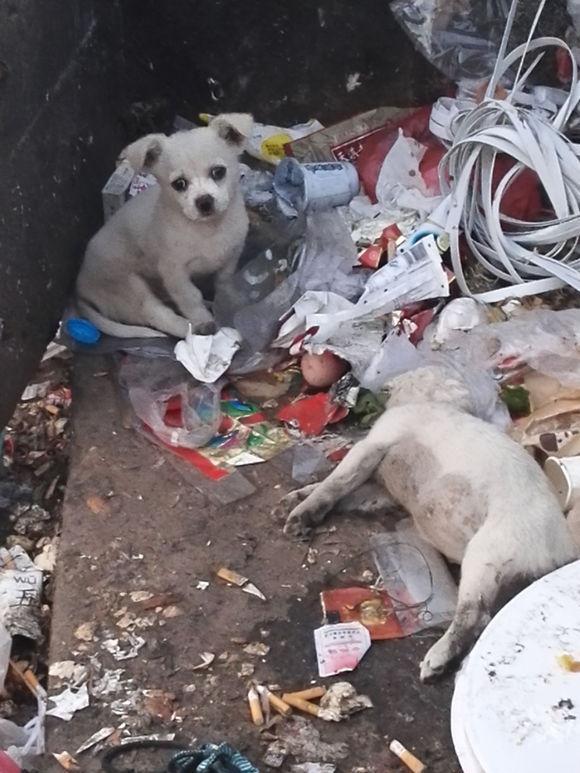 流浪狗误食老鼠药死在垃圾堆,同伴不离不弃在身边守候