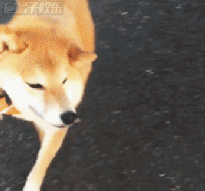 【表情包】论精神污染,还有什么比得过doge的眼神