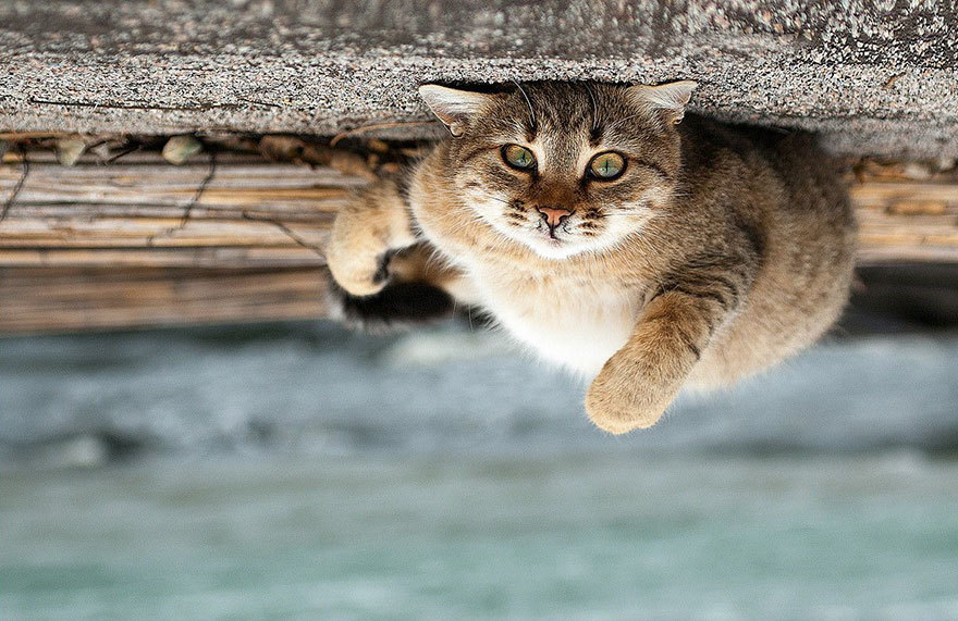 松鼠宠物猫 t01f7c18dbf77f0a63f.jpg?size=880x571