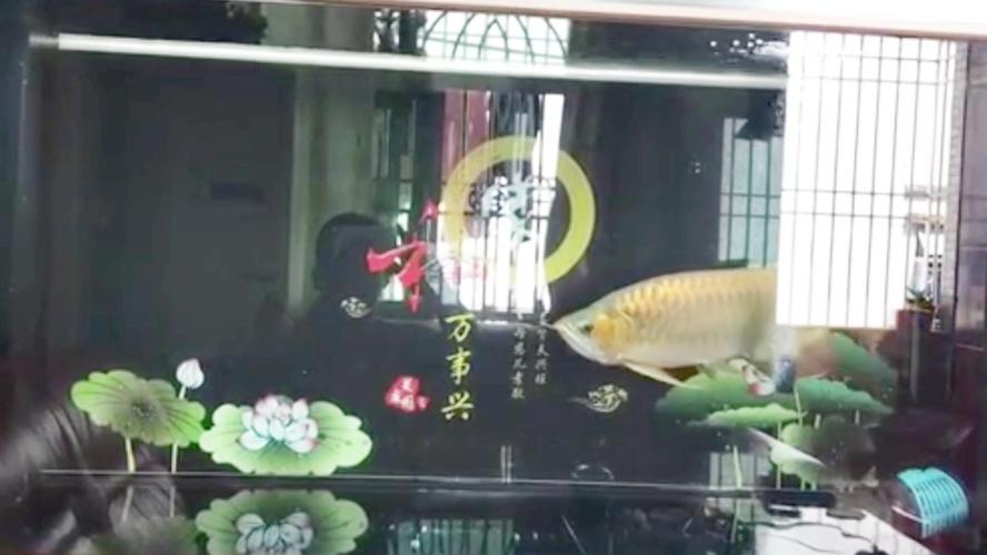 西安市碑林區(qū)小不點(diǎn)寵物店 全國水族館企業(yè)名錄