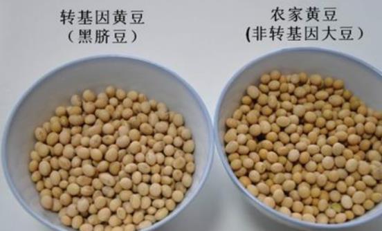 大豆转基因公司