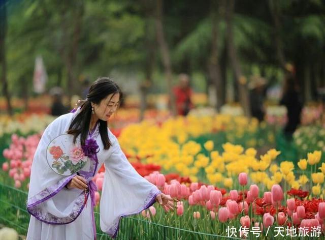 花卉摄影:醉人郁金香