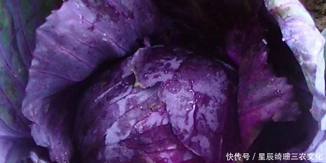 春春说种植,关于紫甘蓝的种植技术与管理色拉油销售合同图片