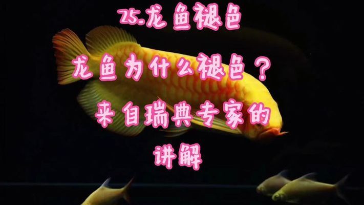 紅龍魚品牌：紅龍魚品牌飼料排行榜