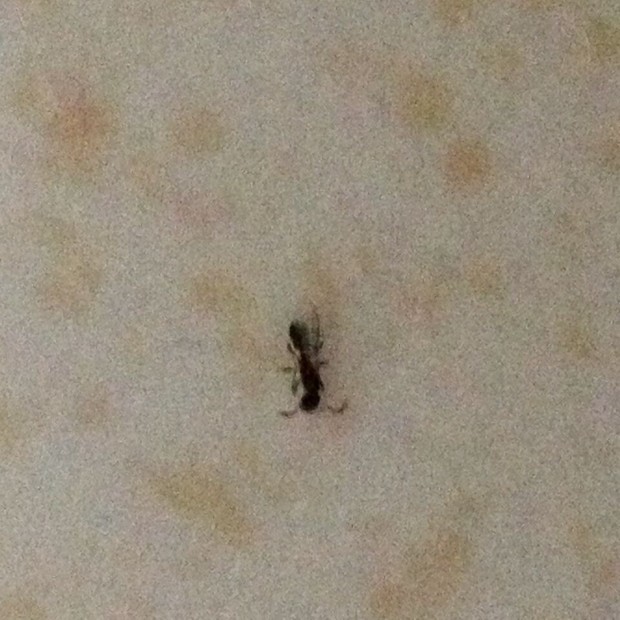 家里有飞蚁,咬人,红肿,奇痒,发硬,抓挠后面积