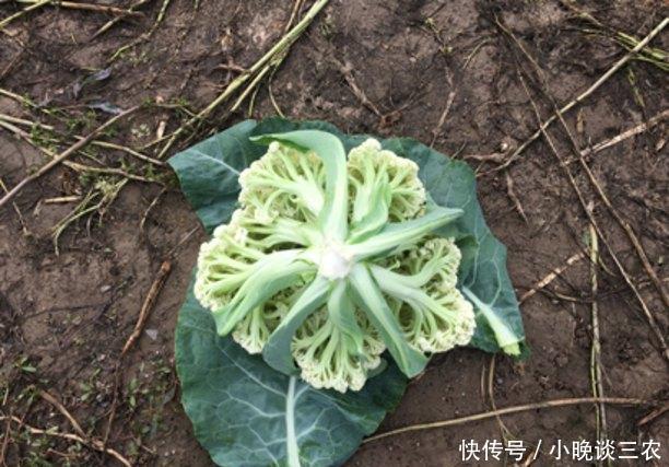 花椰菜高产种植管理技术!