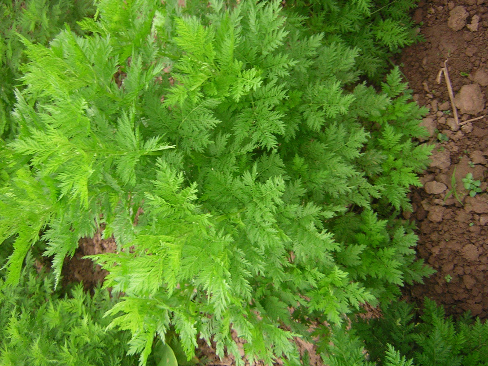 红花怎么选购,如何选好的红花,挑红花(第10页)_大山谷图库