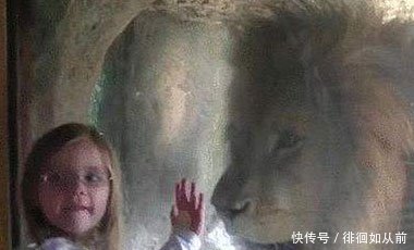 3岁小女孩动物园隔着玻璃亲吻了狮子,接下来一