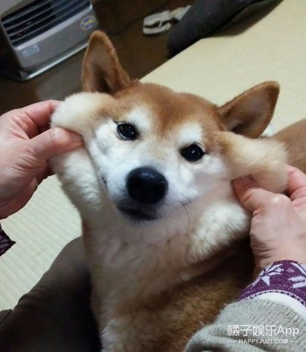狗狗被揉脸的瞬间,足够萌的你出血!