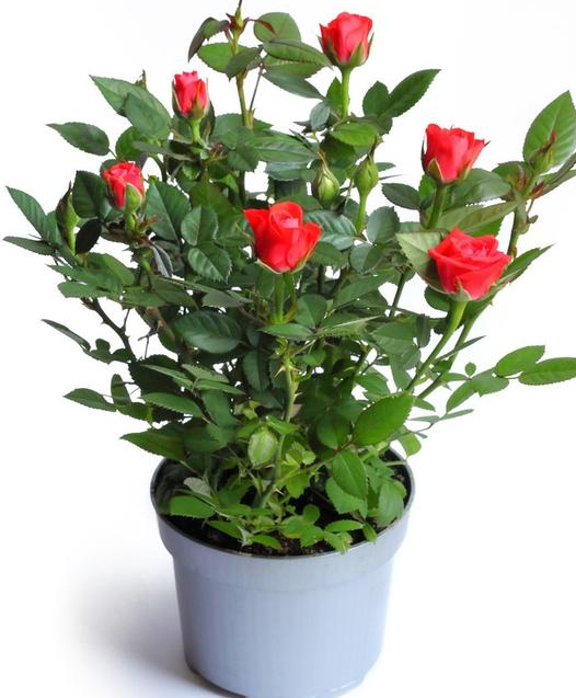 阳台光照强,不知道养什么花?试试这几种,越晒