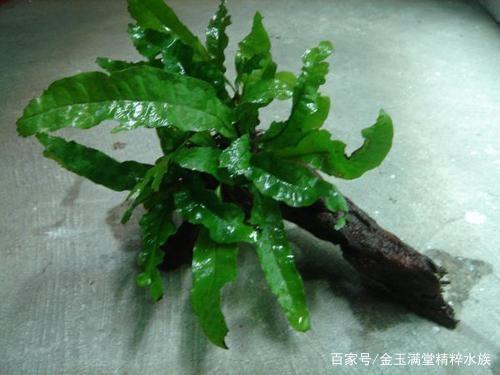 阿勒泰魚(yú)缸售后維護(hù)電話是多少號(hào)（阿勒泰魚(yú)缸售后維護(hù)電話是多少號(hào)碼）