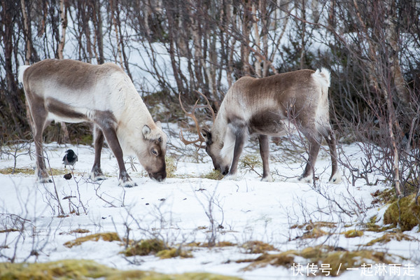 挪威突然下令大量射杀驯鹿竟在圣诞期间,其做